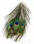 Veniard Peacock Eye Tops - Andere Federn und Plüme - 053526042017 - 2