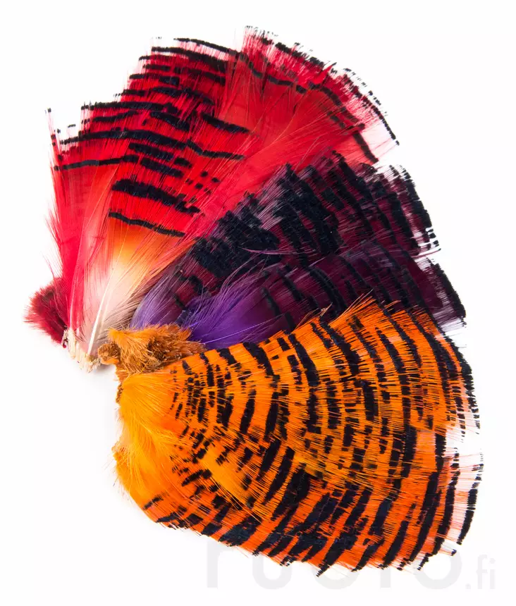 Veniard Golden Pheasant Half Collar - Klassische Feder - 40450200067 - 1