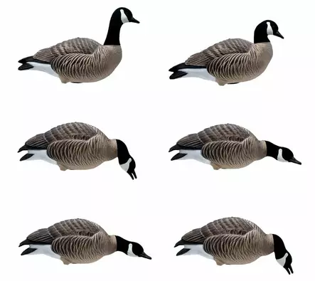 Final Approach Last Pass Lesser Canada Goose Full Body 6pcs - Lockvögel - 728614284288 - 1