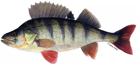 Sakke Yrjölä 50x23cm -juliste Ahven - Drucksachen - 6430048500318 - 1