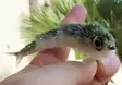 Fish Skull Articulated Fish-Spine Starte - Andere Fliegenbindematerialien - 67054116408 - 2