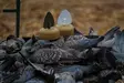 MOJO Dove a Flicker (4-pack) - Lockvögel - 0816740003818 - 6