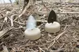 MOJO Dove a Flicker (4-pack) - Lockvögel - 0816740003818 - 2