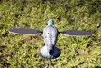 MOJO Pigeon - Lockvögel - 816740002828 - 4