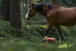 Non-stop Dogwear Protector Vest 2.0 Orange - Hundewesten und -kleidung - 7071652045568 - 5