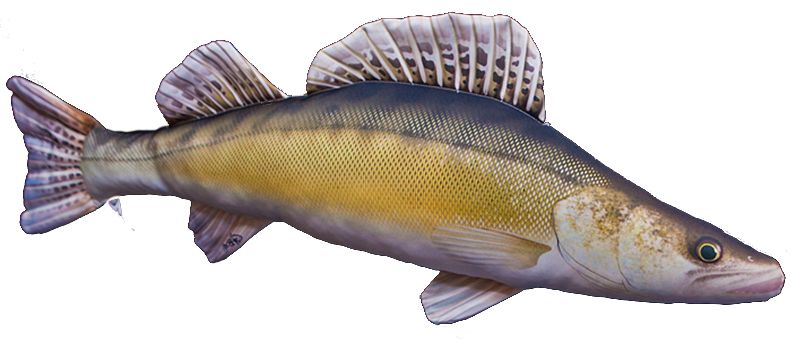 Gaby Kuha Pehmokala - Plüschfisch - 5905279175068 - 1