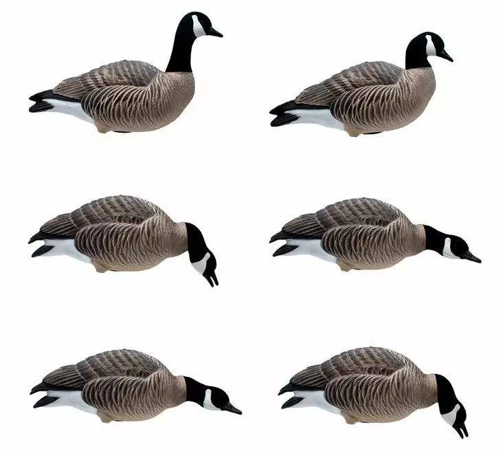 Final Approach Last Pass Lesser Canada Goose Full Body 6pcs - Lockvögel - 728614284288 - 1