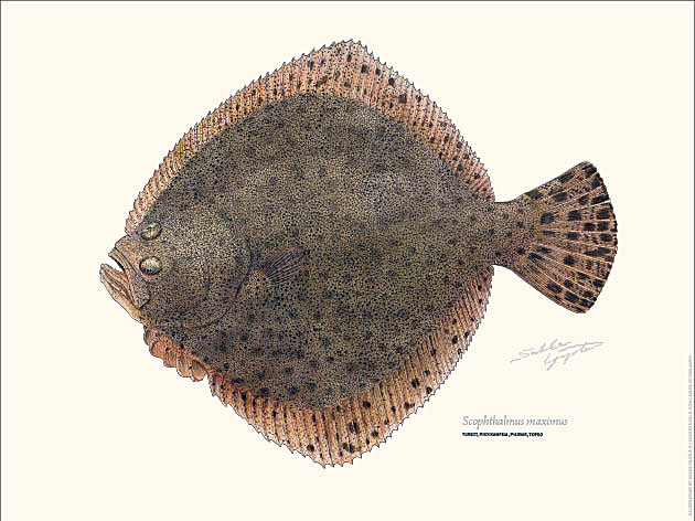 Sakke Yrjölä Juliste 30x40cm Piikkikampe - Drucksachen - 6430048501148 - 1