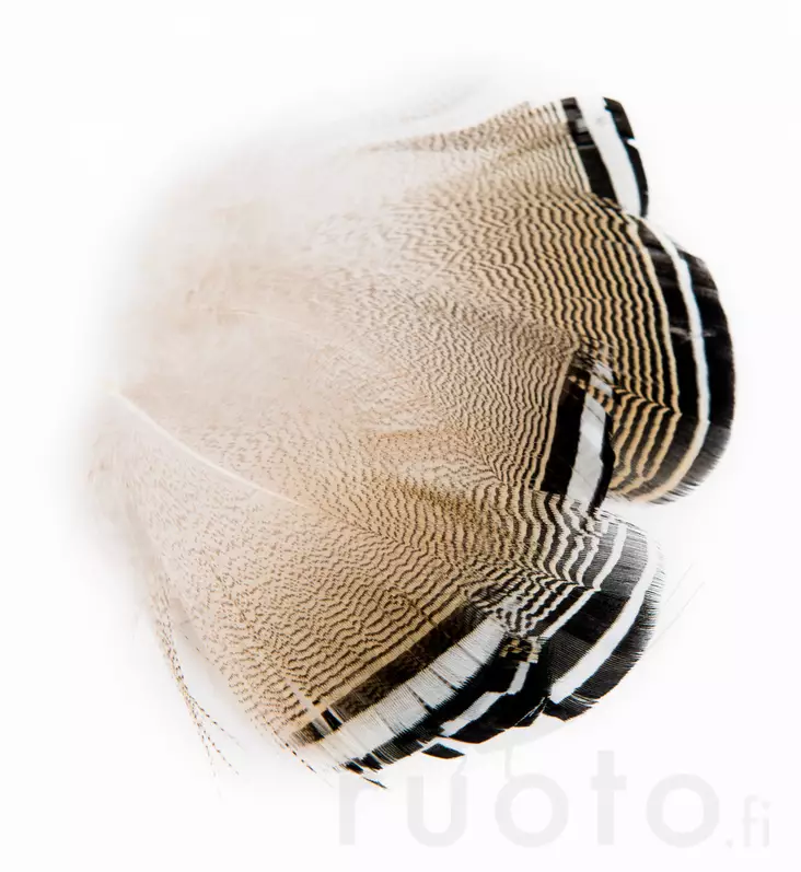 Wapsi Wood Duck Black and White Flank Feathers - Klassische Feder - 053526035018 - 2