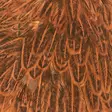India Hen Back - Hühnerhälse und Sattelfedern - 40350200109 - 5