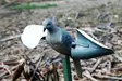 MOJO Wind Dove - Lockvögel - 816740002019 - 2