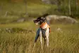 Non-stop Protector Vest 2.0 - Hundewesten und -kleidung - 7071652045599 - 6