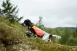 Non-stop Protector Vest 2.0 - Hundewesten und -kleidung - 7071652045599 - 4
