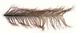 Veniard Cock Pheasant Knotted Tail - Andere Federn und Plüme - 40450300039 - 1
