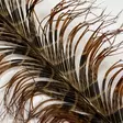 Veniard Cock Pheasant Knotted Tail - Andere Federn und Plüme - 40450300039 - 2