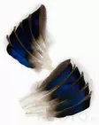 Mallard Duck Wing Quills - Klassische Feder - 5056304601936 - 1