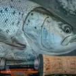 Vision XO Seatrout Flyrod - Vision-Fliegenruten - 6417512851329 - 4