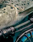 Vision XO Seatrout Flyrod - Vision-Fliegenruten - 6417512851329 - 5