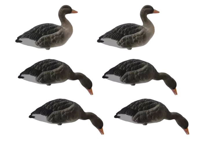 Final Approach Fullbody Flocked Greylag 6pcs - Lockvögel - 728614298629 - 1