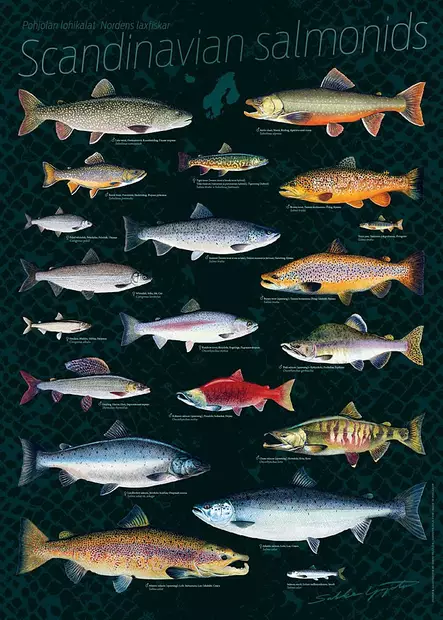 Sakke Yrjölä Juliste Pohjolan lohikaloja - Drucksachen - 6430048500158 - 2