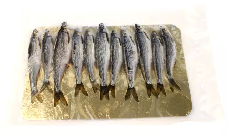 Salakka - Köder - SALAKKA - 1