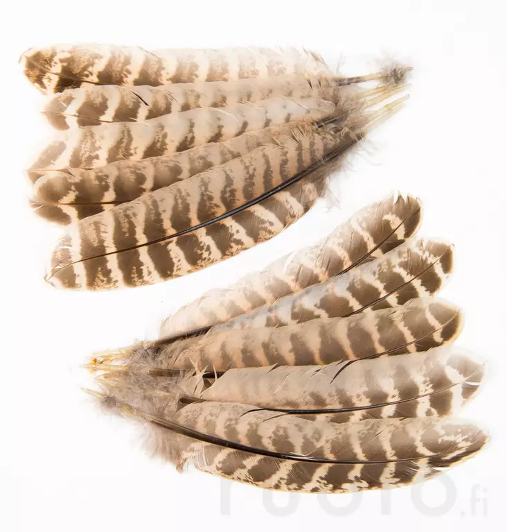 Hen Pheasant Wing Quills - Andere Federn und Plüme - 5056304604593 - 1